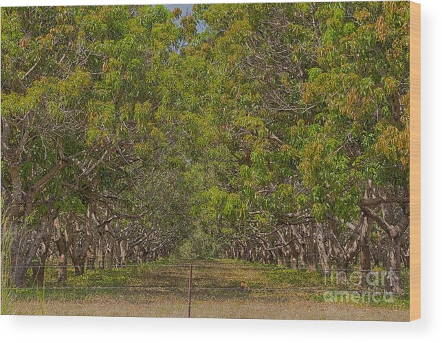 Mango Orchard Wood Print featuring the photograph Mango Orchard by Douglas Barnard