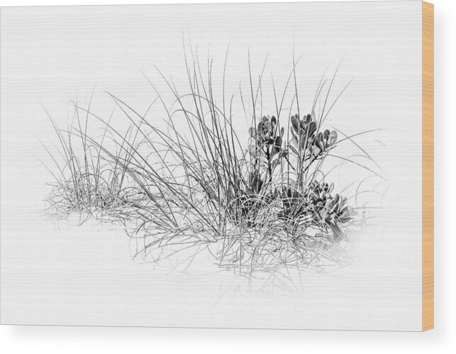 Mangrove And Sea Oats Wood Print featuring the photograph Mangrove and Sea Oats-bw by Marvin Spates