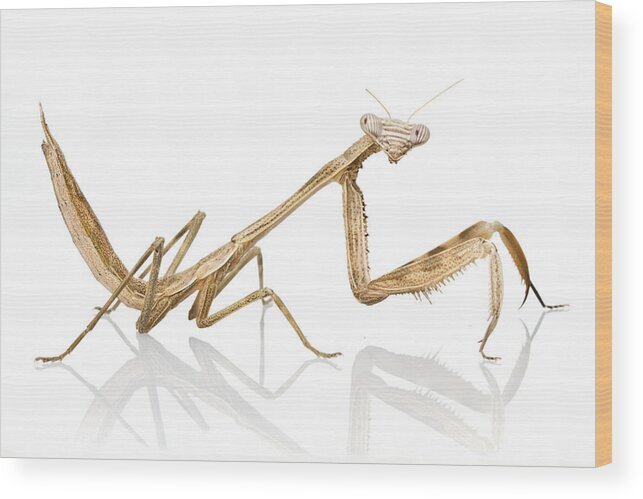 496693 Wood Print featuring the photograph Mantid Gorongosa Mozambique by Piotr Naskrecki