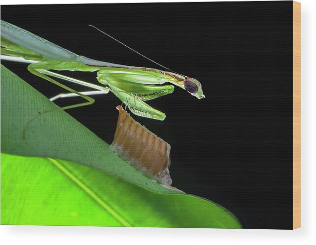 Animal Wood Print featuring the photograph Mantis With Eggs by Melvyn Yeo