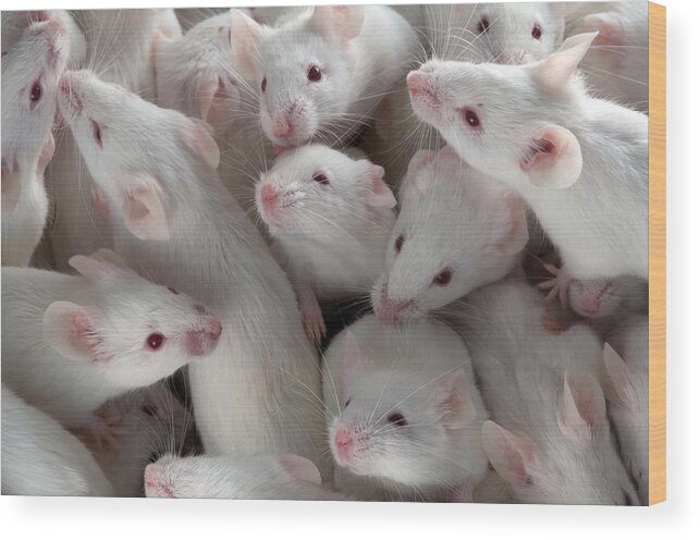 White Mouse Wood Print featuring the photograph Many Lab Mice by Stuart Wilson
