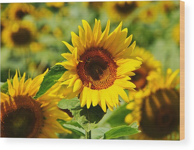 Sun Wood Print featuring the photograph Many Sunflowers Only Two Bees by Mike Martin