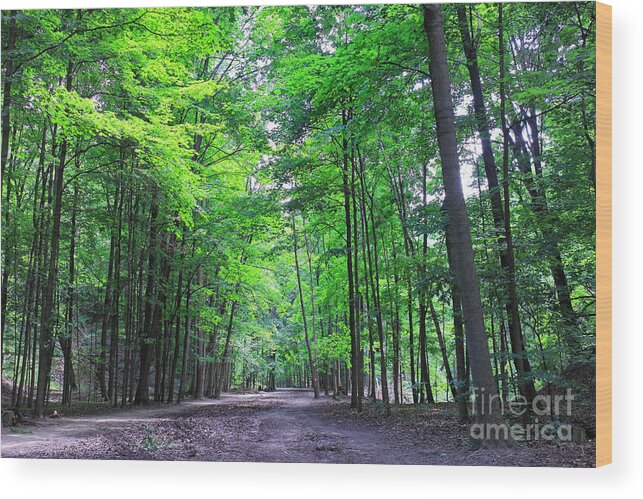 Green Wood Print featuring the photograph Maple Forest by Charline Xia