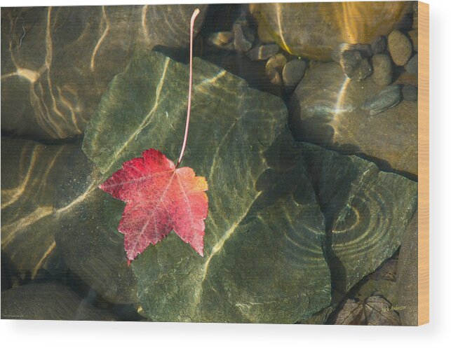 Maple Wood Print featuring the photograph Maple Leaf on Water by Mick Anderson