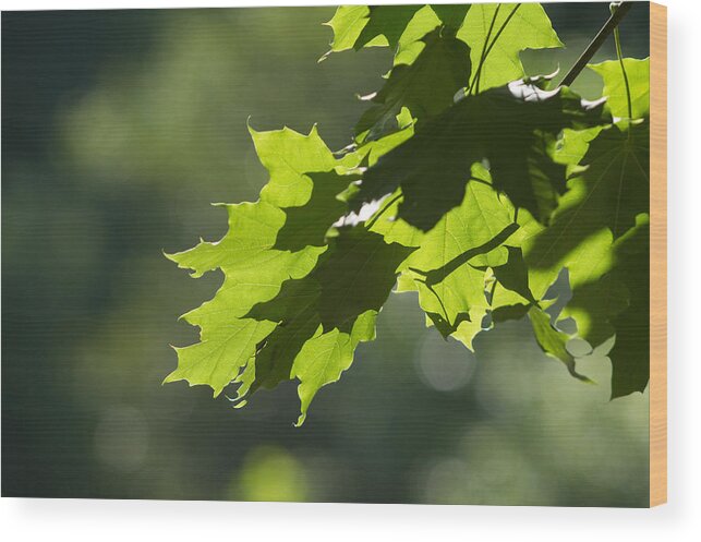 Maple Leaves Wood Print featuring the photograph Maple Leaves in Summer by Larry Bohlin