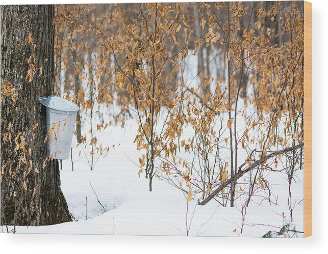 Landscape Wood Print featuring the photograph Maple Woods by Cheryl Baxter