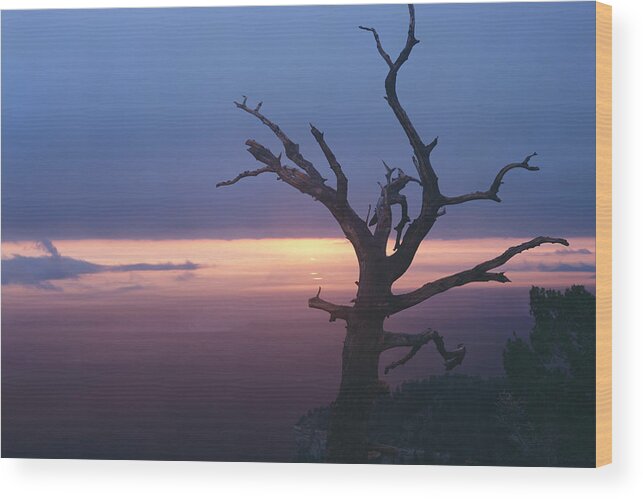 Arizona Wood Print featuring the photograph Marble View Snag by Tom Daniel