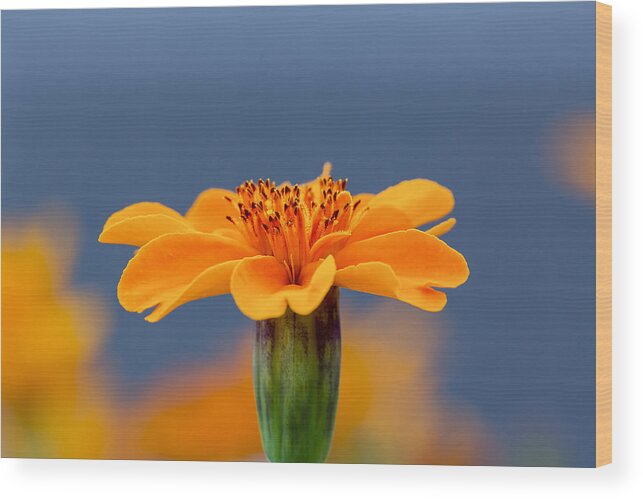 Flower Wood Print featuring the photograph Marigold Morning Blues by Bill and Linda Tiepelman