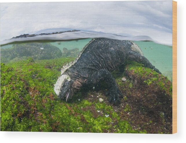 536806 Wood Print featuring the photograph Marine Iguana Eating Algae Galapagos by Tui De Roy