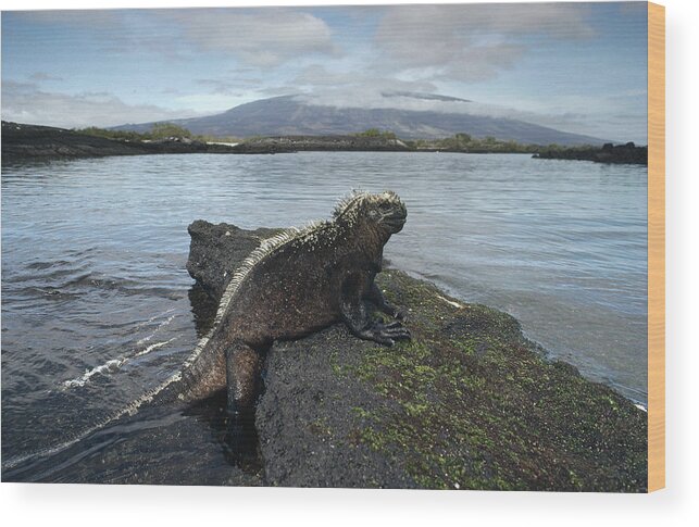 Feb0514 Wood Print featuring the photograph Marine Iguana Punta Espinosa Galapagos by Tui De Roy