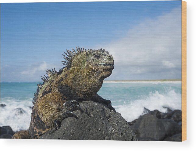 Tui De Roy Wood Print featuring the photograph Marine Iguana Turtle Bay Santa Cruz by Tui De Roy