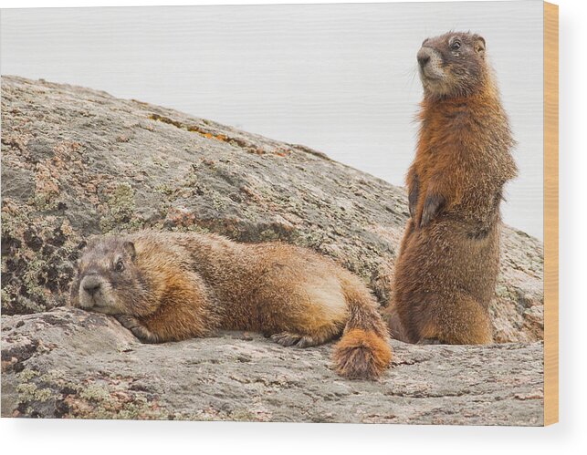 Yellow Bellied Marmot Wood Print featuring the photograph Marmots in Yellowstone by Natural Focal Point Photography