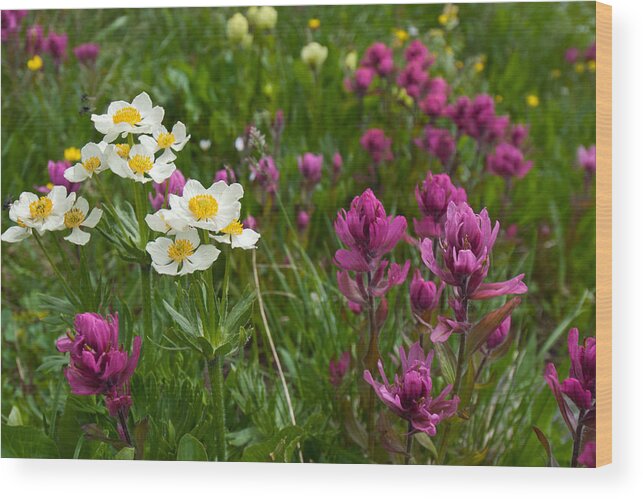 Narcissus Anemone Wood Print featuring the photograph Narcissus Anemone and Rosy Paintbrush by Cascade Colors