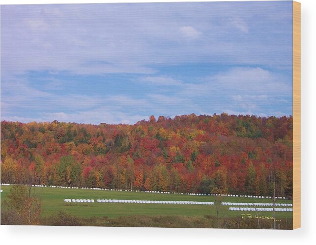 Round Hay Bales Wood Print featuring the photograph Marshmallows by R B Harper