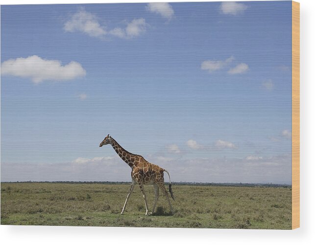 Hiroya Minakuchi Wood Print featuring the photograph Masai Giraffe On Savanna Masai Mara by Hiroya Minakuchi