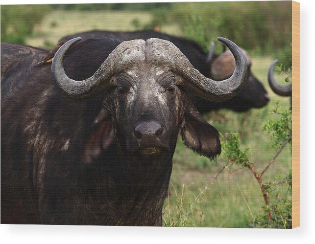 Buffalo Wood Print featuring the photograph Masai Mara Buffalo by Aidan Moran