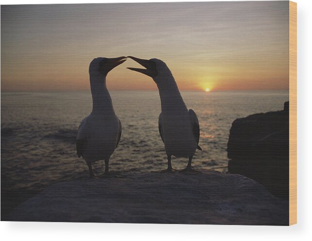Feb0514 Wood Print featuring the photograph Masked Booby Couple Courting Galapagos by Konrad Wothe