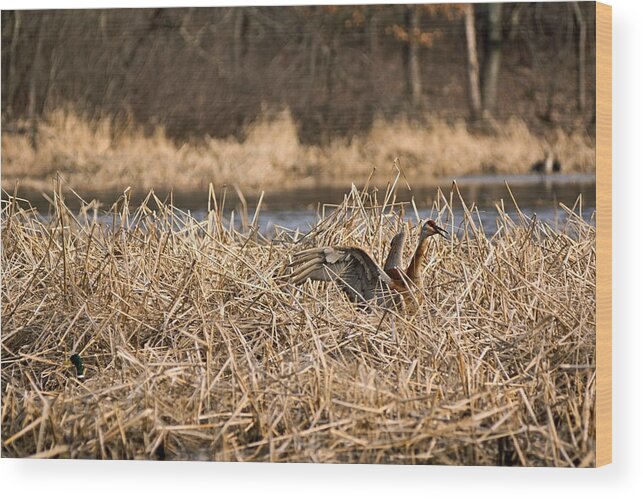 Sandhill Crane Wood Print featuring the photograph Mate Returning with Dinner by Theo OConnor