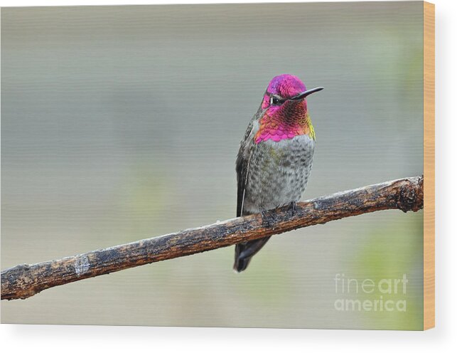 Hummingbird Wood Print featuring the photograph Mature Male Anna's Hummingbird by Laura Mountainspring