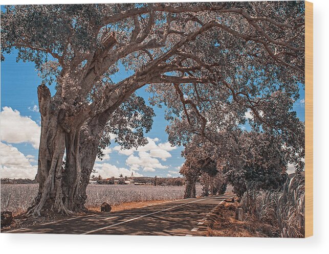 Nature Wood Print featuring the photograph Mauritian Road. Nature in Alien Skin by Jenny Rainbow