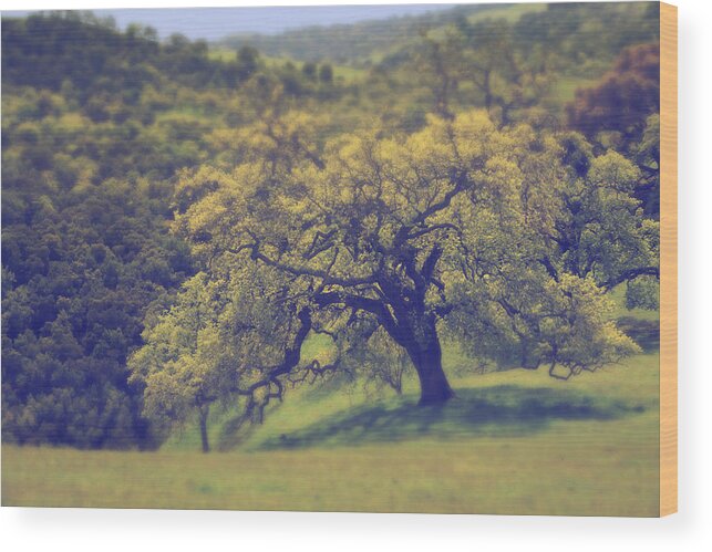 Sunol Regional Wilderness Wood Print featuring the photograph Maybe It's Better This Way by Laurie Search