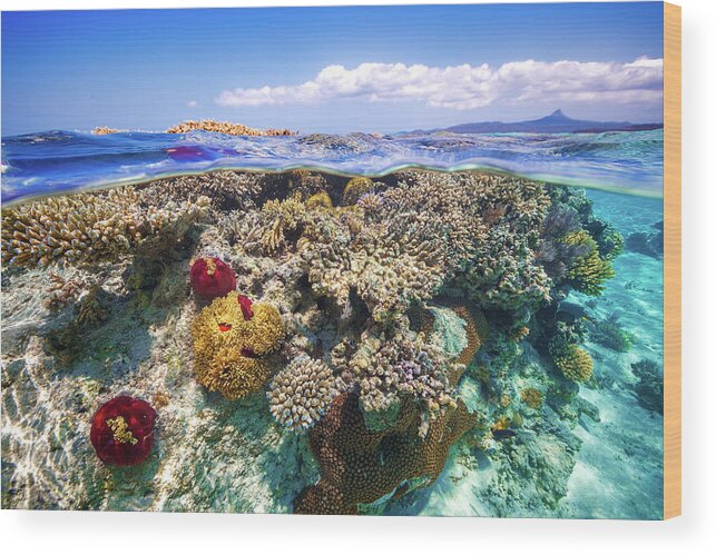 Reef Wood Print featuring the photograph Mayotte : The Reef by Barathieu Gabriel