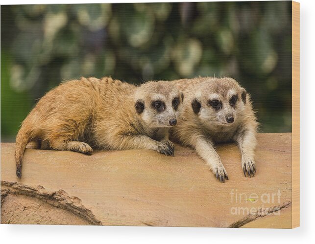 Animal Hair Wood Print featuring the photograph Meerkat resting on ground by Tosporn Preede