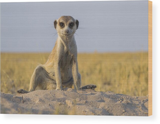 537218 Wood Print featuring the photograph Meerkat Sitting Near Burrow Botswana by Vincent Grafhorst
