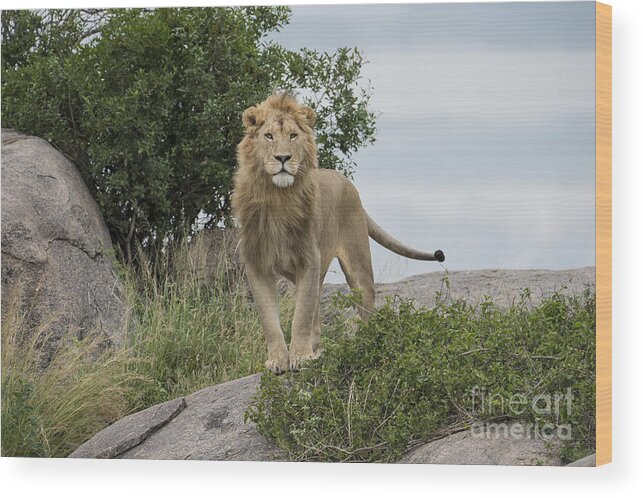 Africa Wood Print featuring the photograph Meeting Of The Eyes - Lion by Sandra Bronstein