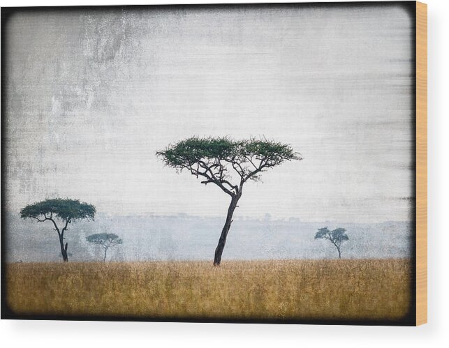 Africa Wood Print featuring the photograph Mellow Mara Acacias by Mike Gaudaur