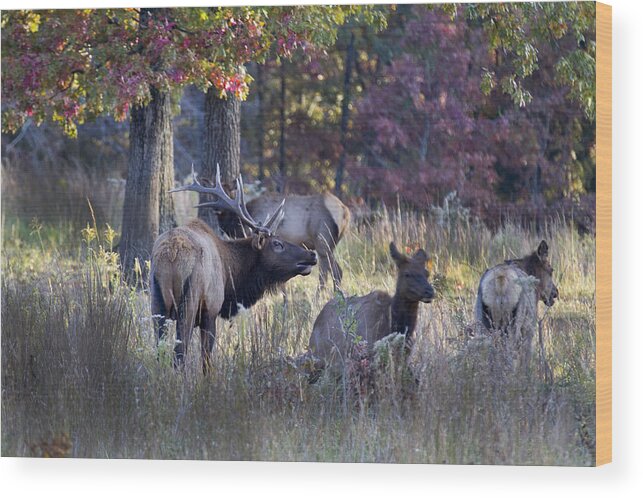 Elk Wood Print featuring the photograph Menage a Trois by Robert Camp