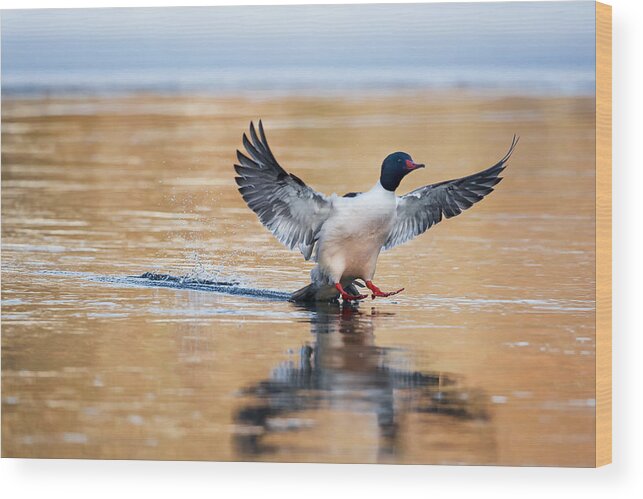 Duck Wood Print featuring the photograph Merganser Tail Landing by Bill Wakeley