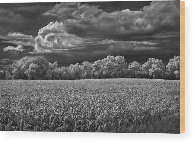 Steve White Wood Print featuring the photograph Michigan Countryside by Steve White