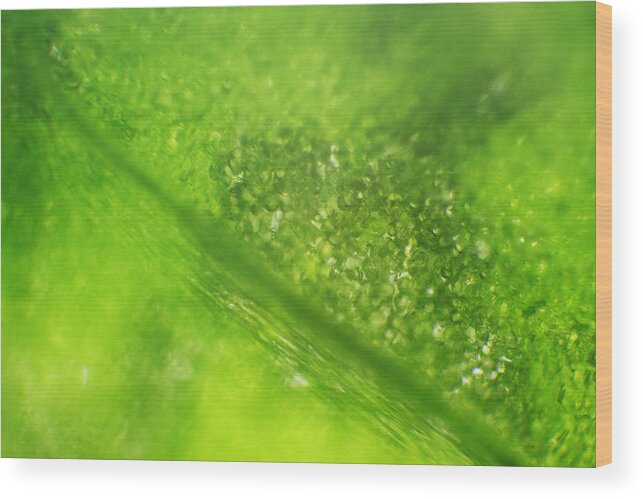 Nature Wood Print featuring the photograph Microscope - Leaf and Bubble 2 by Afrison Ma
