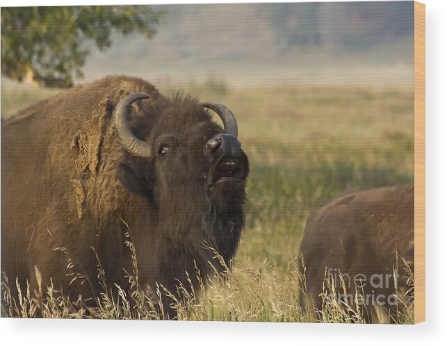 Animal Wood Print featuring the photograph Mighty Bison by Teresa Zieba