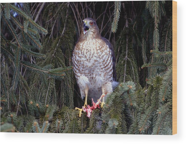 Bird Wood Print featuring the photograph Mighty Raptor by Gene Walls