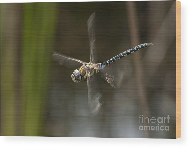 Dragonfly Wood Print featuring the photograph Migrant Hawker dragonfly in flight by Tony Mills