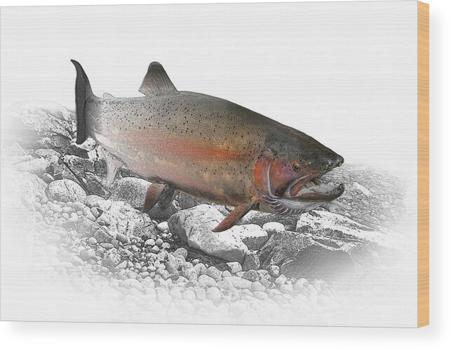 Trout Wood Print featuring the photograph Migrating Steelhead Rainbow Trout by Randall Nyhof