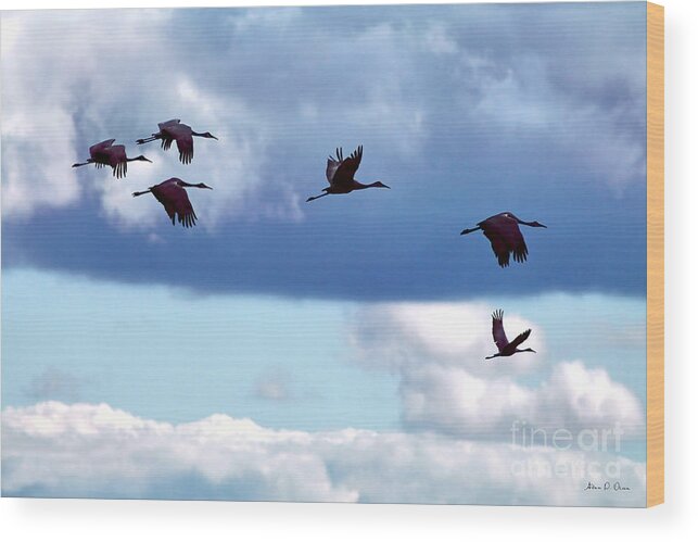 Great Blue Heron Migration Bird Birds Sky Blue Wildlife Flight Field Photography Nature Wood Print featuring the photograph Migration by Adam Olsen