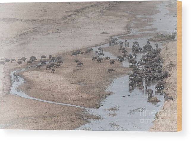 Wildebeests Wood Print featuring the photograph Migration by Christy Lang