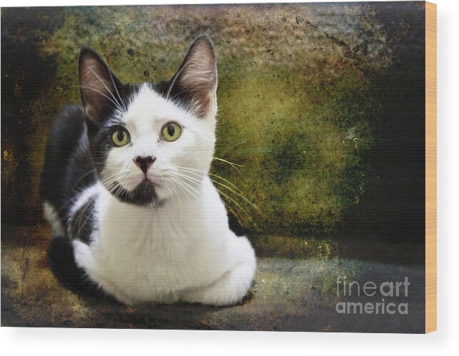 Kittens Wood Print featuring the photograph Mika by Ellen Cotton