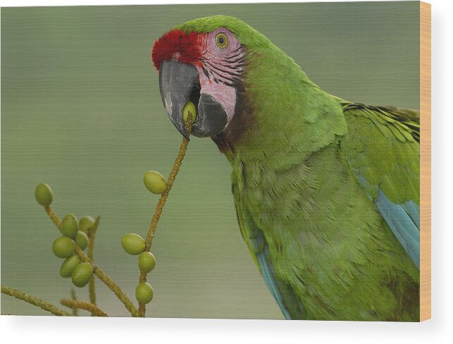 Feb0514 Wood Print featuring the photograph Military Macaw Feeding On Palm Fruit by Pete Oxford