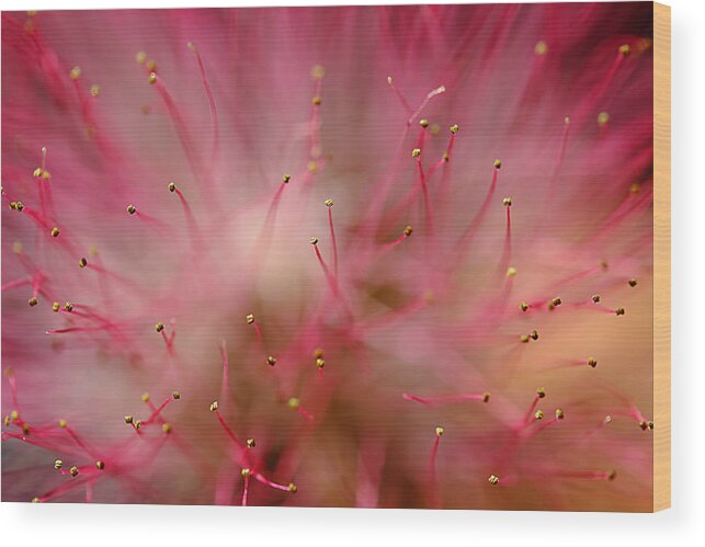 Mimosa Wood Print featuring the photograph Mimosa Fireworks by Michael Eingle