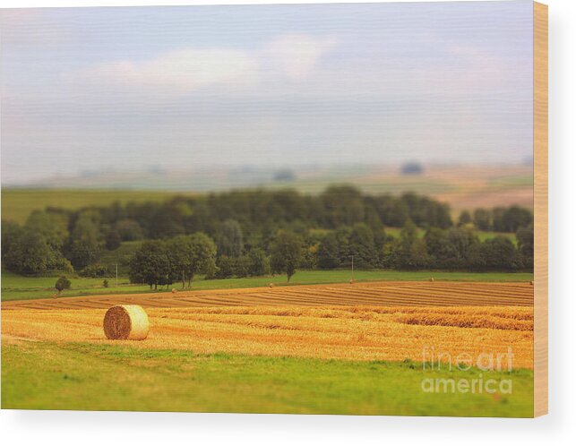 Countryside Wood Print featuring the photograph Miniature Countryside by Vicki Spindler