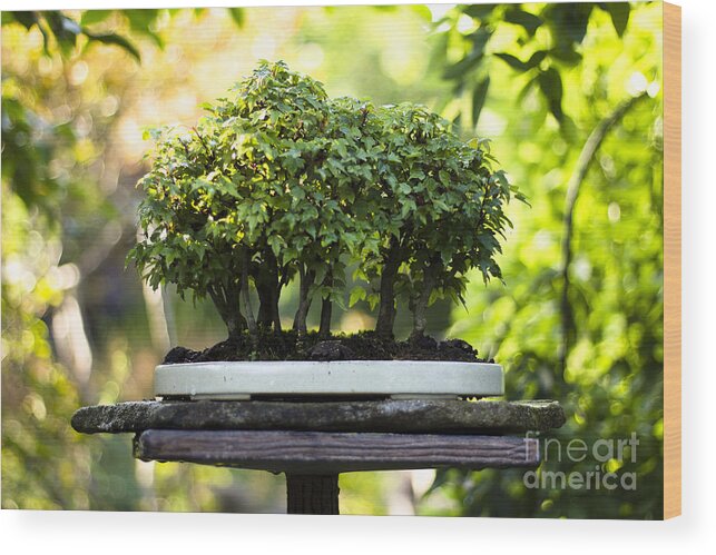 Bonsai Wood Print featuring the photograph Miniature Green Forest Bonsai by Beverly Claire Kaiya