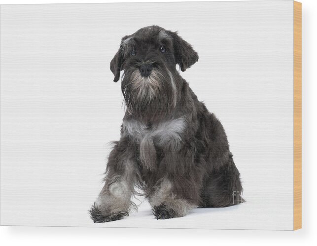 Dog Wood Print featuring the photograph Miniature Schnauzer Puppy by Jean-Michel Labat