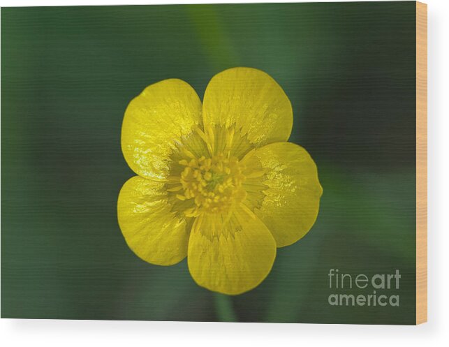 Wildflowers Wood Print featuring the photograph Miniature Wildflower by Dan Hefle
