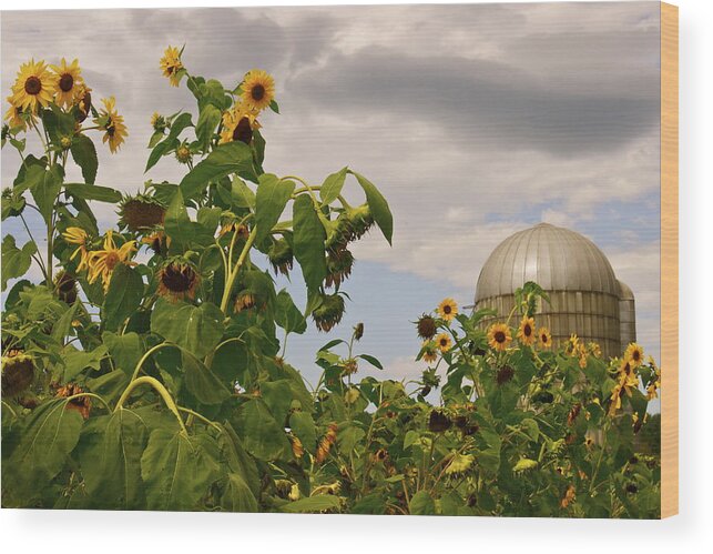 Sunflowers Wood Print featuring the photograph Minot Farm by Alice Mainville