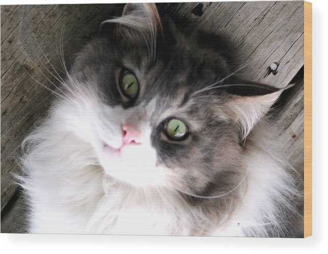 Calico Cat Wood Print featuring the photograph Miss Kitty Portrait by Lesa Fine