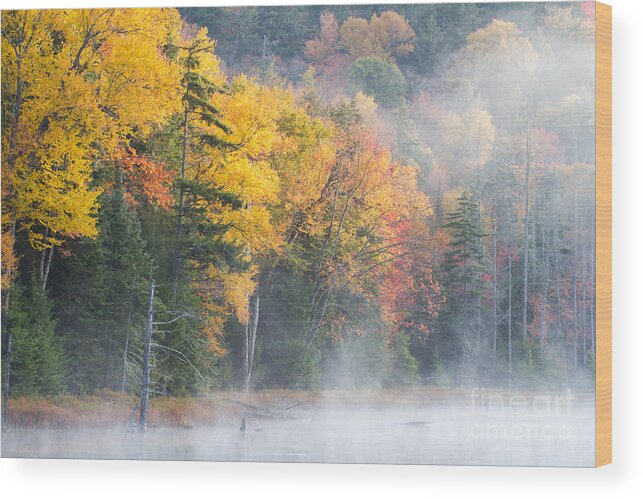 Tree Wood Print featuring the photograph Mist Over Fly Pond by Chris Scroggins